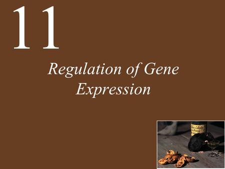 Regulation of Gene Expression