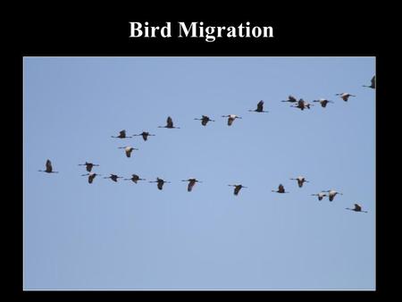 Bird Migration.