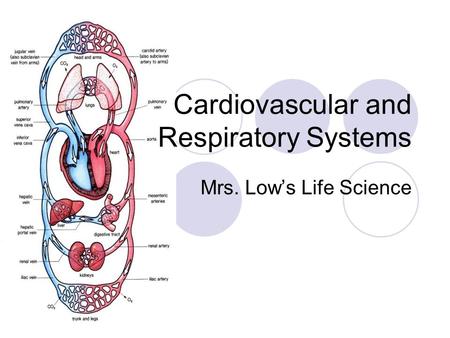 Cardiovascular and Respiratory Systems