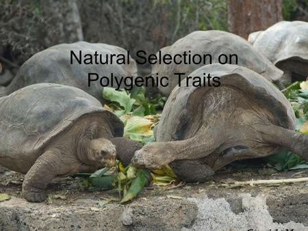 Natural Selection on Polygenic Traits