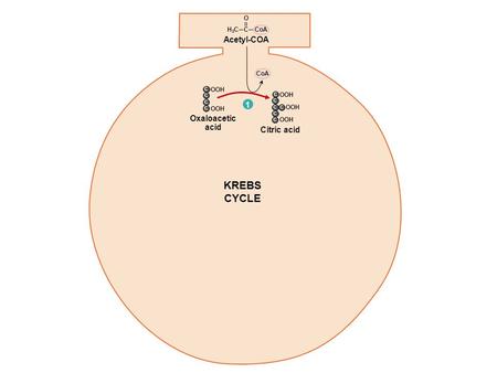 Acetyl-COA 1 Citric acid KREBS CYCLE Oxaloacetic acid C C C C C OOH C CoA C O H3CH3C C C C C OOH.