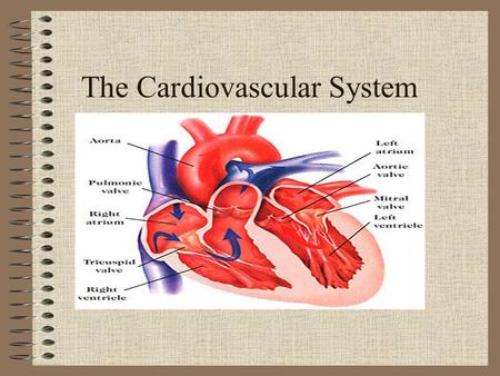 The Cardiovascular System