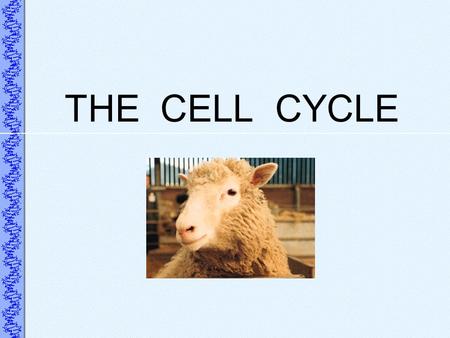 THE CELL CYCLE Karyokinesis & cytokinesis can overlap in time, depending upon the species.