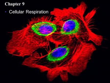Chapter 9 Cellular Respiration.