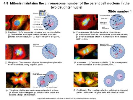 (a) Prophase: (1) Chromosomes condense and become visible;