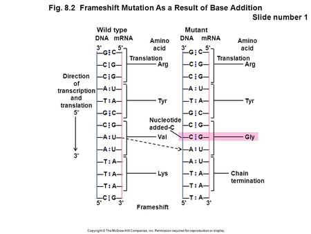 Copyright © The McGraw-Hill Companies, Inc. Permission required for reproduction or display. Fig. 8.2 Frameshift Mutation As a Result of Base Addition.