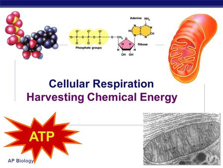 Cellular Respiration Harvesting Chemical Energy