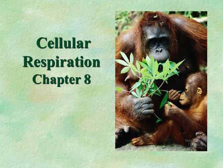 Cellular Respiration Chapter 8