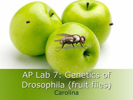 AP Lab 7: Genetics of Drosophila (fruit flies)