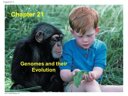 Genomes and their Evolution