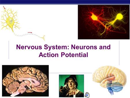 Nervous System: Neurons and Action Potential