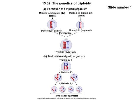 Meiosis in tetraploid (4x)