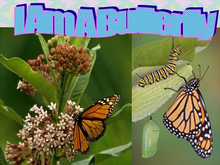 Author and Photographer: Stephen Swinburne He took the pictures for this story in his garden. Story Summary: The story tell about the life of a butterfly.