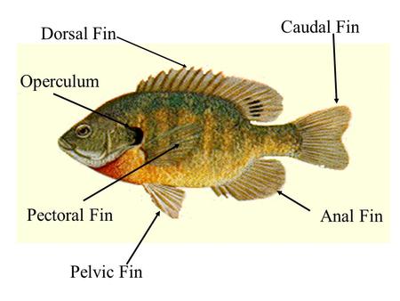 Caudal Fin Dorsal Fin Operculum Pectoral Fin Anal Fin Pelvic Fin.