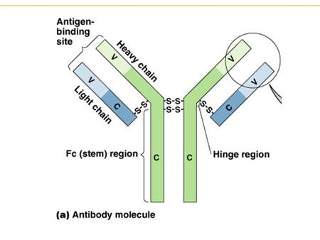 IgG IgM IgA IgD IgE. IgG IgM IgA IgD IgE Bone marrow gives rise to B cells. Clonal Selection Bone marrow gives rise to B cells. Mature B cells migrate.