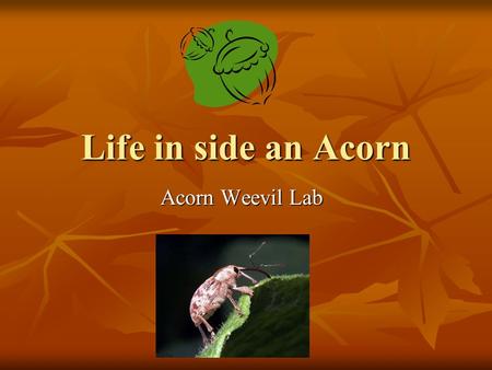 Life in side an Acorn Acorn Weevil Lab.