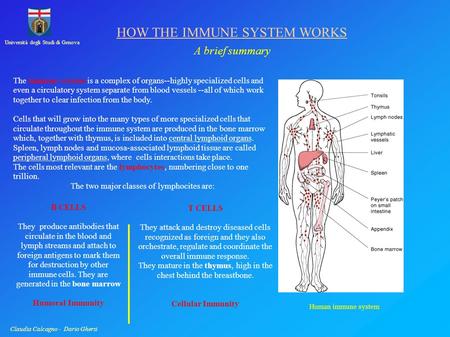 Università degli Studi di Genova Claudia Calcagno - Dario Ghersi HOW THE IMMUNE SYSTEM WORKS A brief summary The immune system is a complex of organs--highly.