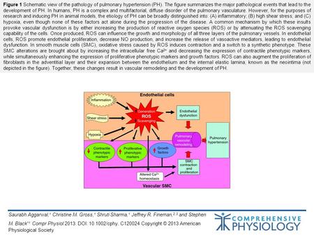 Figure 1 Schematic view of the pathology of pulmonary hypertension (PH). The figure summarizes the major pathological events that lead to the development.