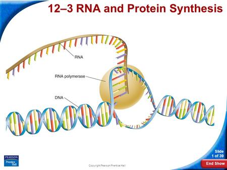 12-3 RNA and Protein Synthesis