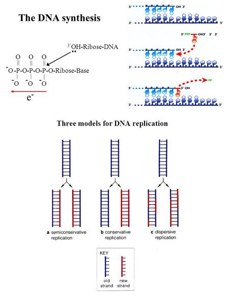 -O -O -O -O The DNA synthesis .. e- Three models for DNA replication