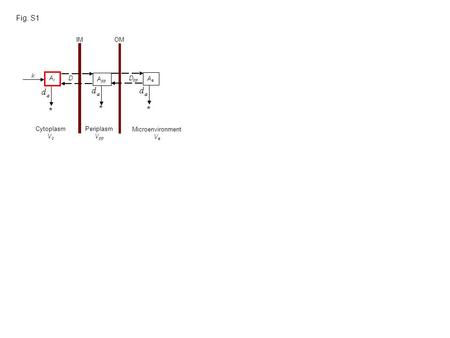 Fig. S1 Cytoplasm V c Periplasm V pp Microenvironment V e D pp AiAi A pp AeAe k IMOM * * * D.