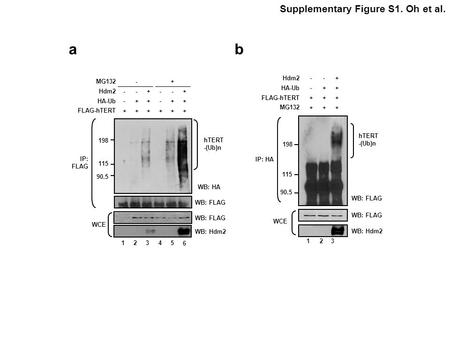 a b Supplementary Figure S1. Oh et al IP: HA WCE +