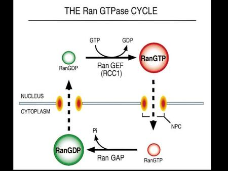 Transport through the nuclear pores The NLS and NES consist of short sequences that are necessary and sufficient for proteins to be transported through.