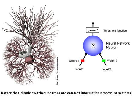 Arimura and Kaibuchi Nature Reviews Neuroscience 8, 194–205 (March 2007) | doi:10.1038/nrn2056.