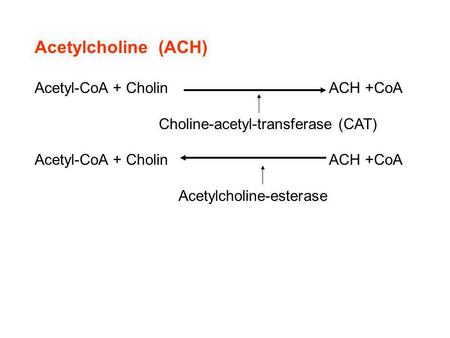 Acetylcholine (ACH) Acetyl-CoA + Cholin ACH +CoA