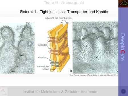 Referat 1 - Tight junctions, Transporter und Kanäle