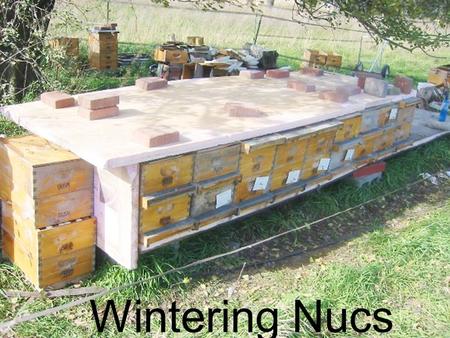 Wintering Nucs.