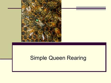 Simple Queen Rearing.