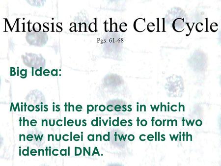 Mitosis and the Cell Cycle