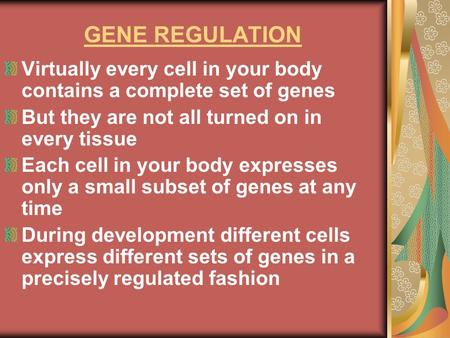 GENE REGULATION Virtually every cell in your body contains a complete set of genes But they are not all turned on in every tissue Each cell in your body.