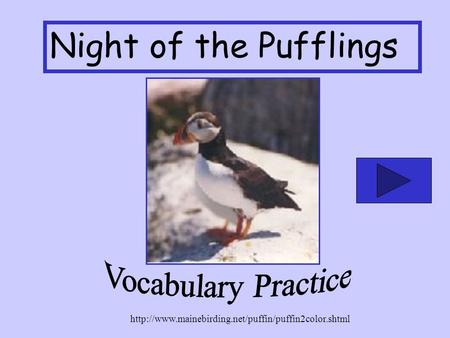 Night of the Pufflings