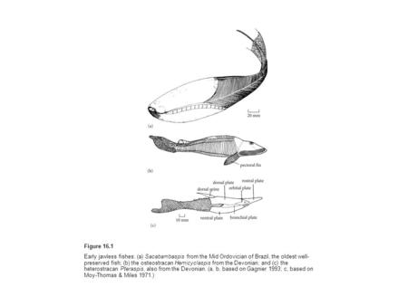 Figure 16.1 Early jawless fishes: (a) Sacabambaspis from the Mid Ordovician of Brazil, the oldest well-preserved fish; (b) the osteostracan Hemicyclaspis.