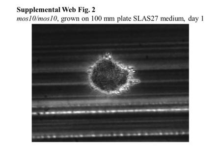 Supplemental Web Fig. 2 mos10/mos10, grown on 100 mm plate SLAS27 medium, day 1.