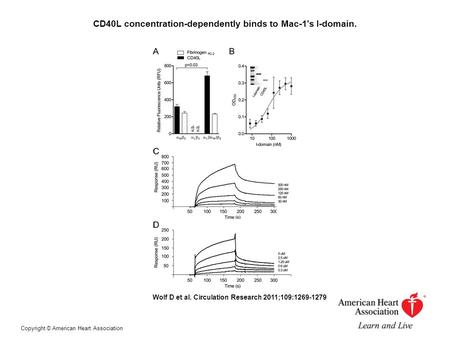 CD40L concentration-dependently binds to Mac-1's I-domain. Wolf D et al. Circulation Research 2011;109:1269-1279 Copyright © American Heart Association.