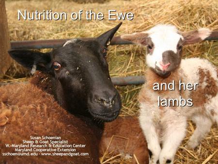 Nutrition of the Ewe and her lambs