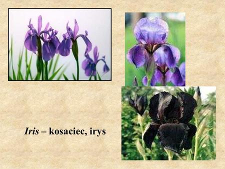 Iris – kosaciec, irys.