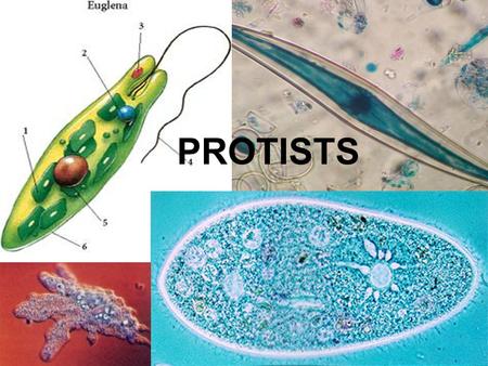 PROTISTS.