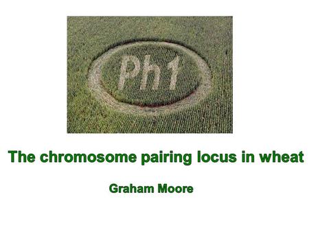 Meiosis 1 Diploid cell 4 Haploid cells Paired homologues align on plate Homologues are separated Sister chromatids are separated Homologous chromosomes.