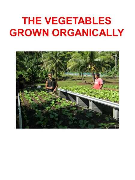 THE VEGETABLES GROWN ORGANICALLY.. The agriculture of tomorrow at Vaiaau’s school. Our school promote the development of organic agriculture.