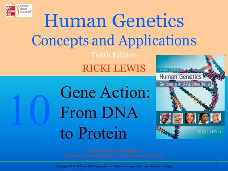 Gene Expression The human genome contains about 20,325 protein-encoding genes - However, this represents only a small part of the genome Much of the human.