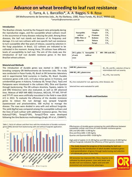 Advance on wheat breeding to leaf rust resistance C. Turra, A. L. Barcellos*, A. A. Baggio, S. B. Rosa OR Melhoramento de Sementes Ltda., Av. Rui Barbosa,