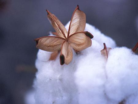 Introducing A partnership of cotton universities, ginners, warehouses and oil mills, equipment, seed and chemical suppliers, and other supporters of the.