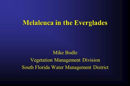 Melaleuca in the Everglades