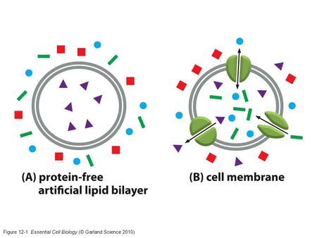 Figure Essential Cell Biology (© Garland Science 2010)