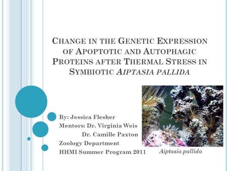 C HANGE IN THE G ENETIC E XPRESSION OF A POPTOTIC AND A UTOPHAGIC P ROTEINS AFTER T HERMAL S TRESS IN S YMBIOTIC A IPTASIA PALLIDA By: Jessica Flesher.