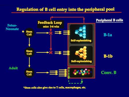 Natural Antibodies Made by B-1 cells* * Self replenishing B cells that differ in phenotype, location and ontogeny from B-2 cells (the majority B cell.